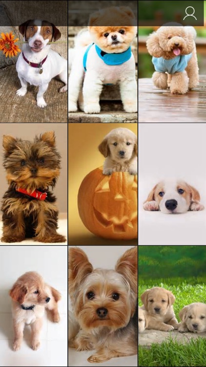 Cute Baby Pet Pictures, Puppy & Animals Wallpapers