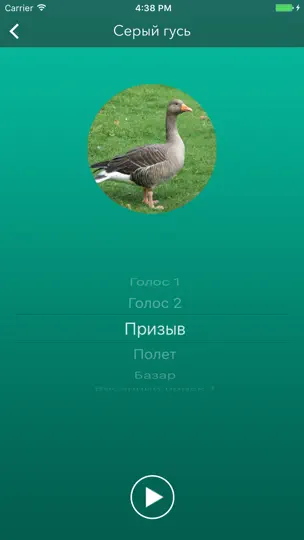 Скриншот Охотничий манок на гуся на iPhone 3
