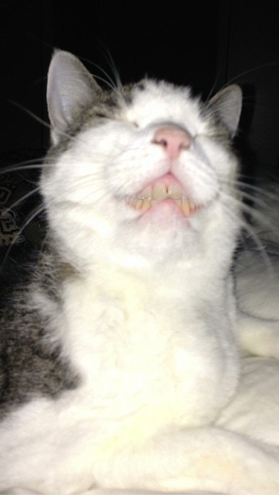 Screenshot #2 pour Sons de chat (Cat Sounds)
