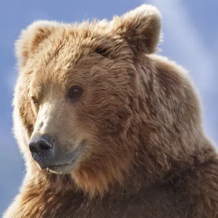 The Bears Jigsaw Читы