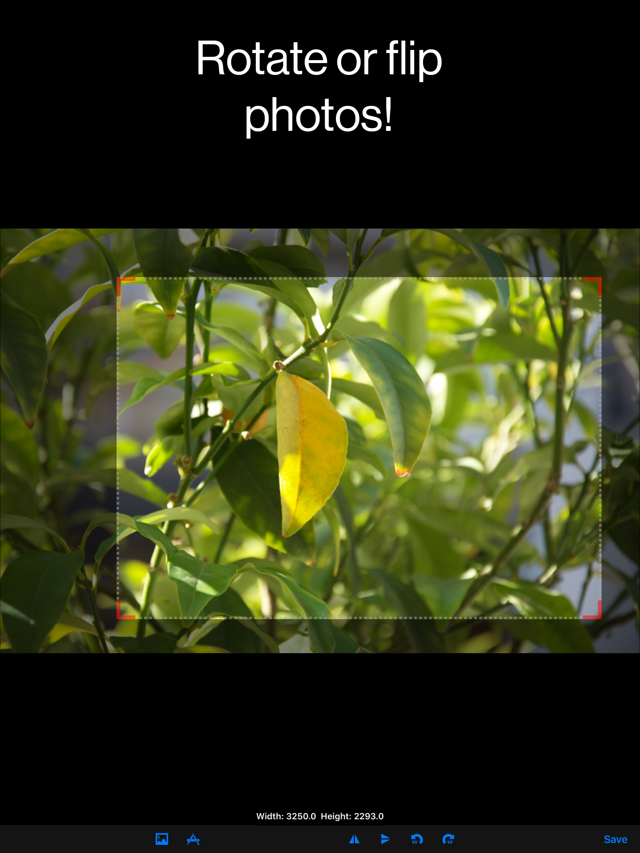 Photo Crop