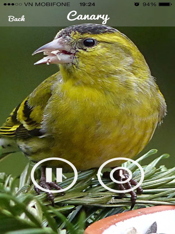 Screenshot #6 pour Bird Sounds -Bird relax,sleep Sounds