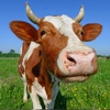 Cow Premium Photos and Videos