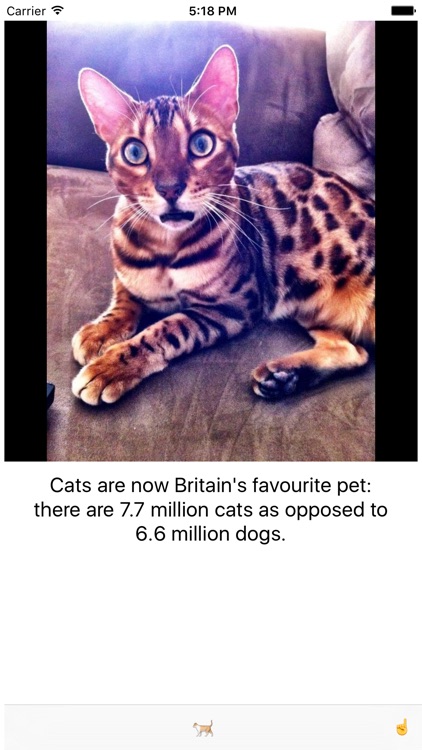 Kitten Cards screenshot-3