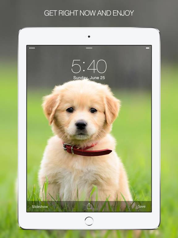 Puppy Wallpapers – Cute Puppy Pictures & Images iPad screenshot 5 - Lifestyle app