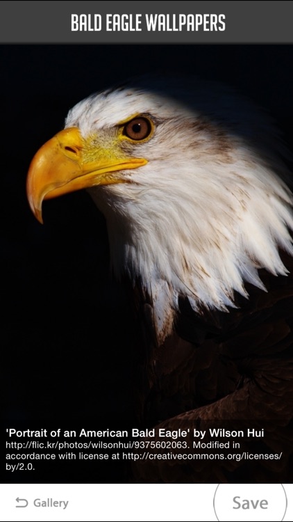 Bald Eagle Wallpapers By Atlas Labs