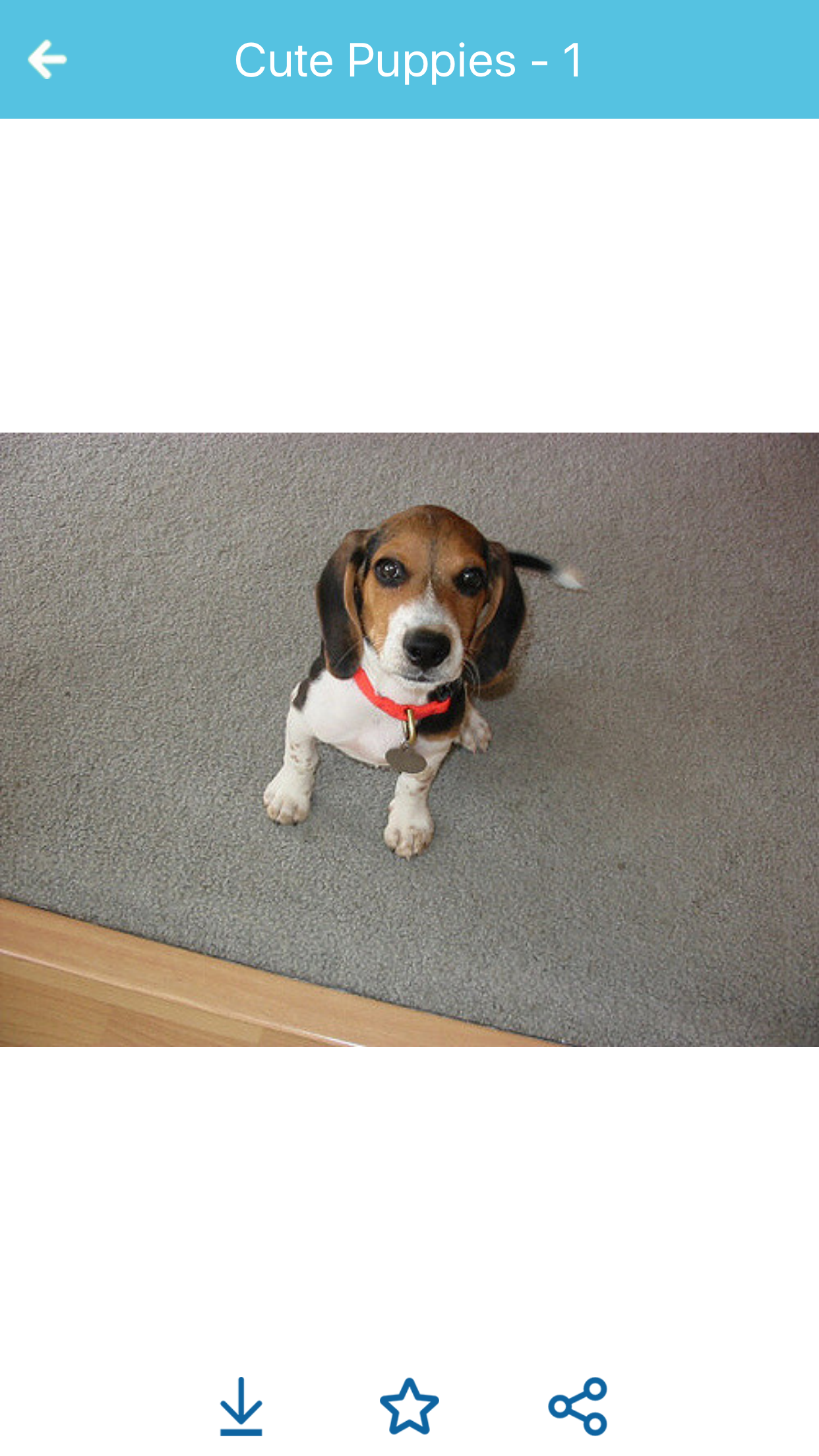 Cute Puppies Images screenshot 5
