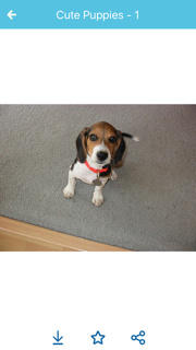 Cute Puppies Images screenshot 5