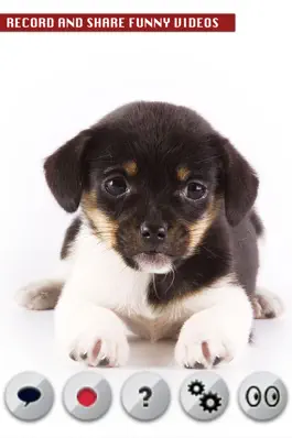Game screenshot Talking Dog apk