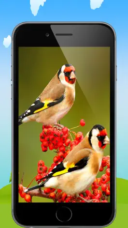 Game screenshot اصوات الطيور mod apk