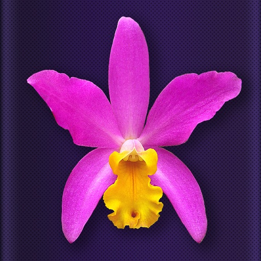 Orchid Collection