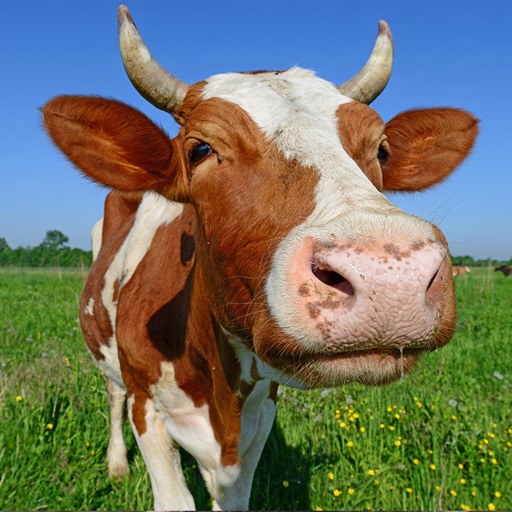 Cow Premium Photos and Videos icon