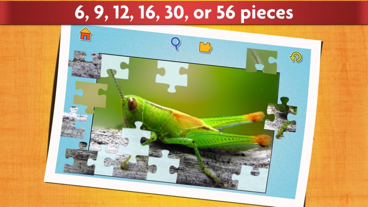 Insect puzzles - Relaxing photo picture jigsaw puzzles for kids and adults
