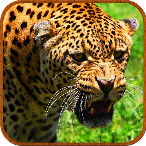 Deadly Wild Leopard Last Attack icon