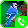 Bird Calls – Animal Sounds & Ringtones Collection