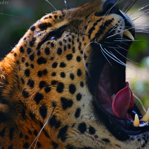 Animal Predator Hunting 3d – Jungle Sniper Shooter icon