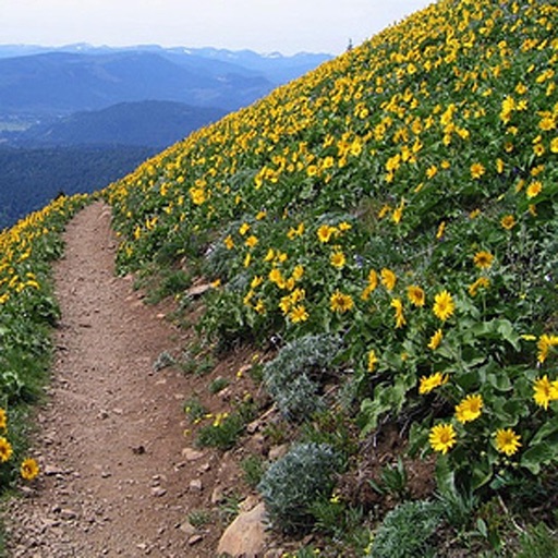 Trailguru