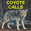 Coyote Calls for Predator Hunting Coyote