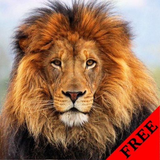 Lion Video and Photo Galleries FREE