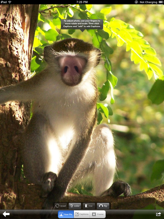 Zoo Me! iPad screenshot 3 - Photo & Video app