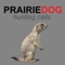 Real prairie dog calls app provides you prairie dog calls for hunting at your fingertips