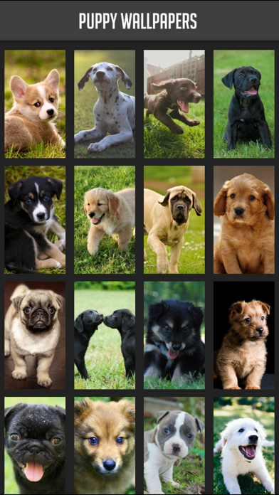 Screenshot #1 pour Puppy Wallpapers