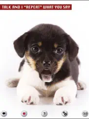 perro que habla ipad capturas de pantalla 1