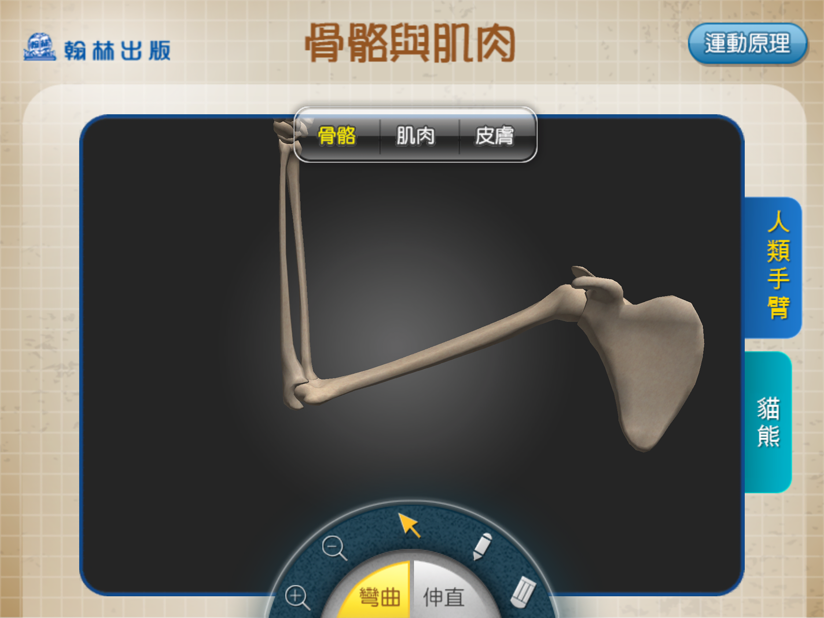 3D骨骼與肌肉