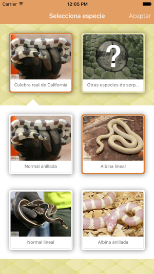 App lampropeltis