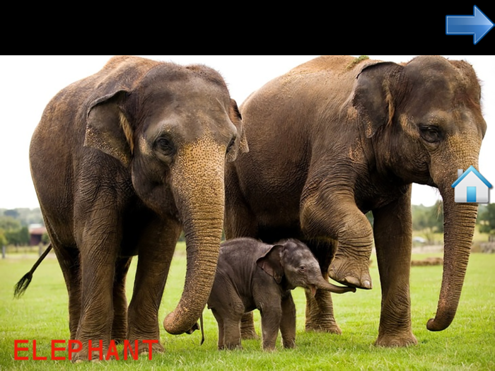 Animal World for Toddlers FREE