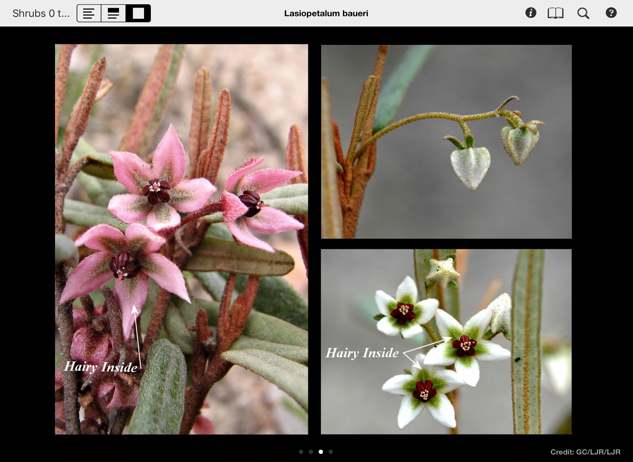 Mallee Plants of SA and Vic. screenshot 3