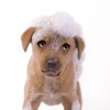 Talking Pup icon