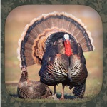Download Turkey Hunting Calls app