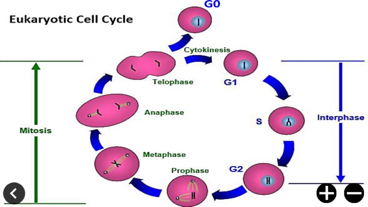 CellCycle