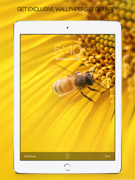 Screenshot #6 pour Insects Photography – Insect Wallpapers & Pictures