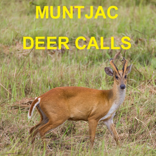 Muntjac Deer Calls Sounds for Big Game Hunting icon