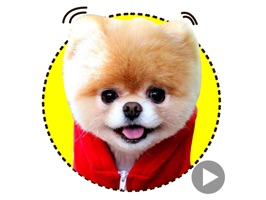 Rascal is back and he's ready to rock 'n' roll
