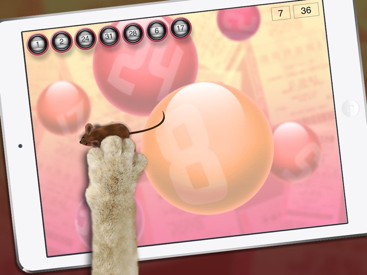 Lucky Cat Lottery Numbers - Catch Game For Cats screenshot-3