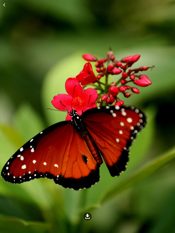 Screenshot #6 pour HD Wallpaper : Butterfly