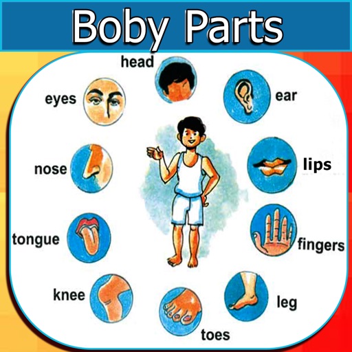 Human Body Parts icon