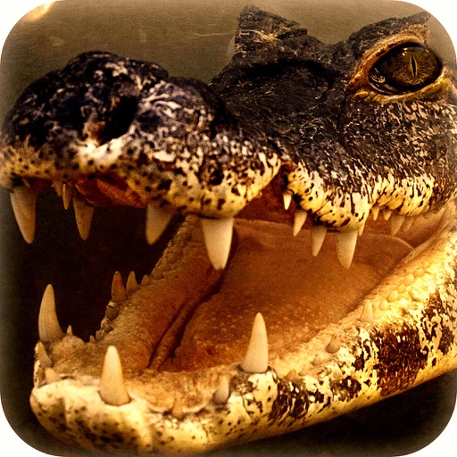 American Alligator Black Water Swampy Hunting icon