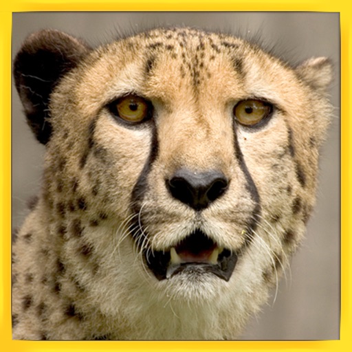 Angry Wild Cheetah Game: Simulator iOS App