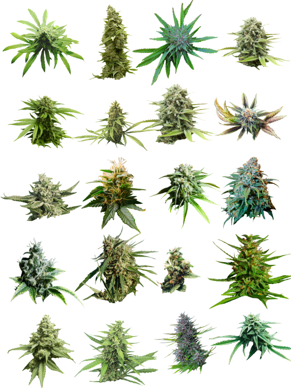 Screenshot #4 pour Marijuana Cannabis