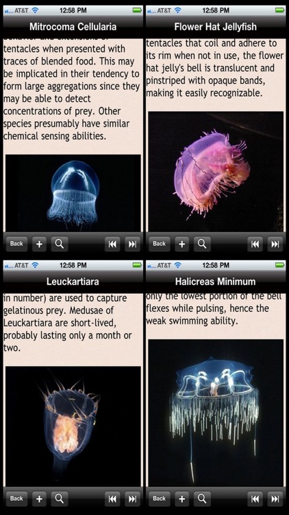 Jellyfish Encyclopedia