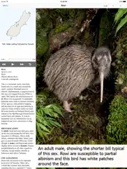 birds of new zealand ipad images 1