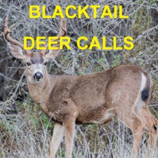 Activities of Blacktail Deer Calls Sounds