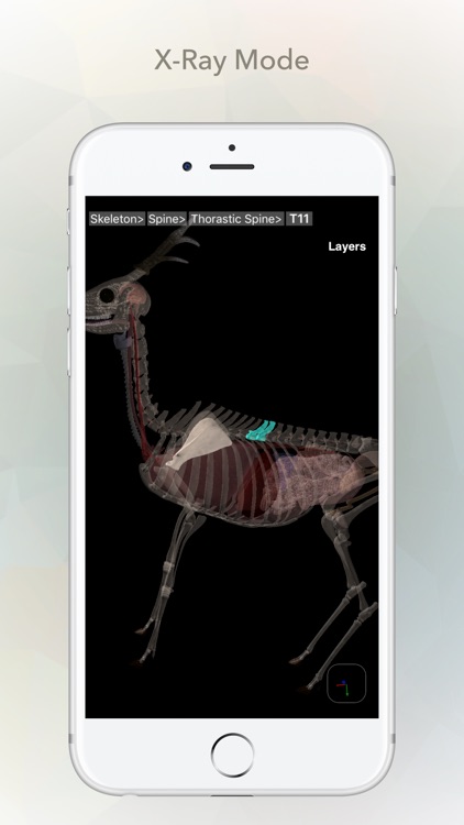 Deer Anatomy screenshot-4