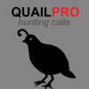 REAL Quail Sounds and Quail Hunting Calls - Joel Bowers