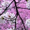 Sakura Wallpapers, Japanese Cherry Blossom Flowers