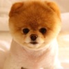 Icon Cute Puppies Images
